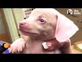 Blind and Deaf Pink Puppy Finds A Forever Family | The Dodo