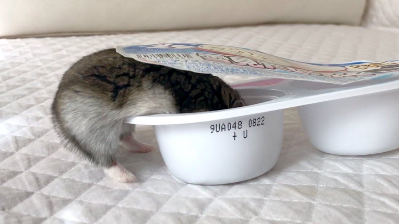 ハムスター ココちゃんも雪見だいふくに Youtube