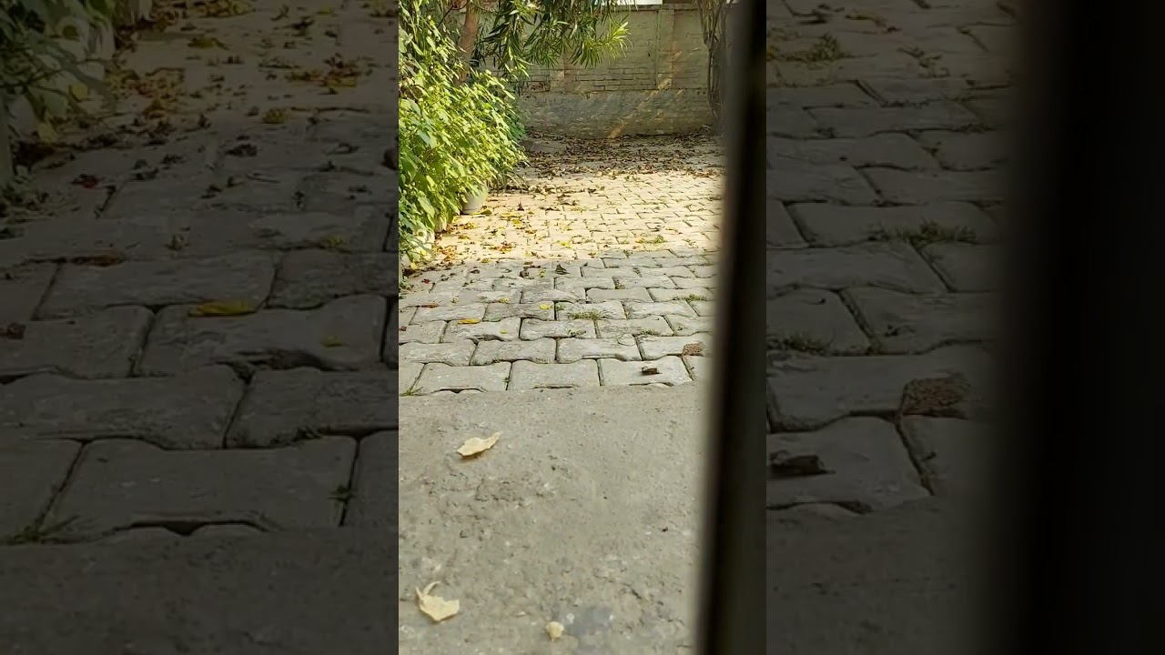 monkey's competition 