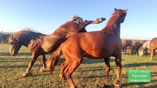 Возвращение в табун Лакмуса и Баланса.