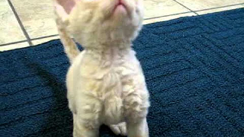Video 1175151: devon rex kitten, tabby male