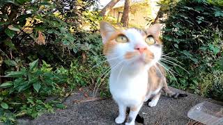 【プレミア公開】短い野良猫動画まとめて一挙公開【今週のボツ動画】