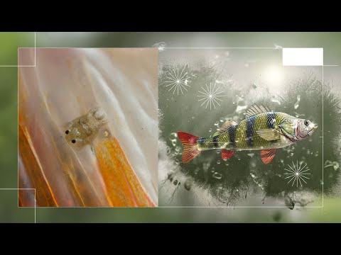 PhytoGuard: Antiparasitic Mechanism of action