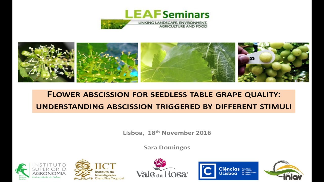 LEAF Seminar — Flower abscission for seedless table grape quality