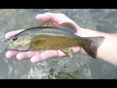 fishing south yuba river for smallmouth bass and creek chubs