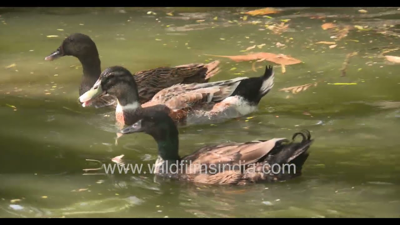 Peaceful Muscovy Duck bathing and splashing in water | Relaxing domestic duck moments