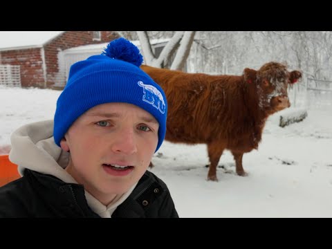 Farm Animals Seeing Snow for the First Time!