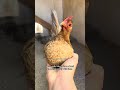 The worst chicken breed (in my opinion) is the white leghorn.🐓😂🤦🏼♀️ #chickens #breed #homestead