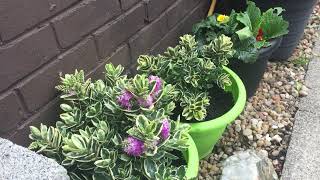 Hebe tricolour shrub