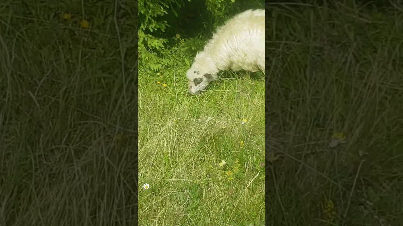 Otara Prykarpattia  ivan henyk