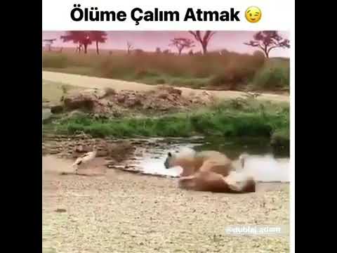 Ölüme çalım atmak