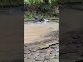 The Survival Choice Mother Cat Saves Kitten From Lizard Attack! 🐱🦖
