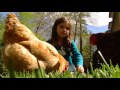 Raising Chickens in the City Raising Chickens in the City