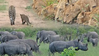 Another successful afternoon SAFARI 🤠 by MalaMala Game Reserve 7,042 views 2 months ago 7 minutes, 4 seconds