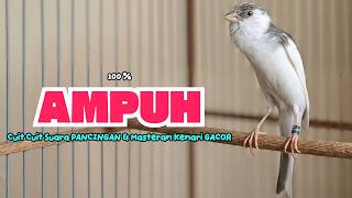 Suara PANCINGAN KENARI PAUD Belajar Bunyi Ngeriwik Kenari GACOR Panjang || Masteran Kenari Paud #799