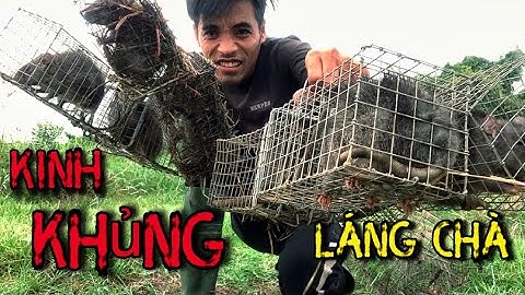 Bao Vây Chặn Đường Bích Ngách Bắt Trọn Bầy Chuột Cống Nhum Khủng Tại Láng Chà