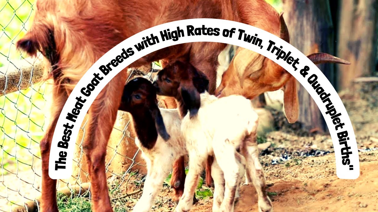 The Best Meat Goat Breeds with High Rates of Twins, Triplets
