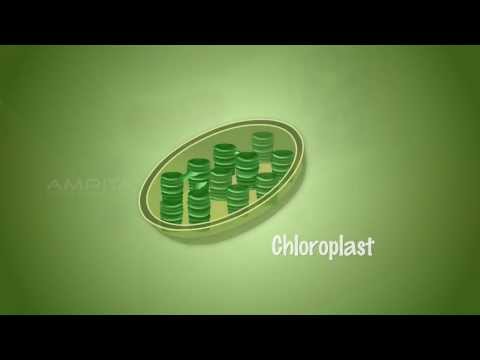 Importance of Light in Photosynthesis - MeitY OLabs
