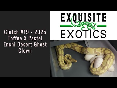 Clutch#19 2025 - Toffee X Pastel Enchi Desert Ghost Clown