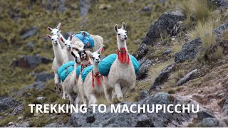 LARES TREK with Llamas: An Authentic Adventure to MACHUPICCHU - Incatrekkers Peru