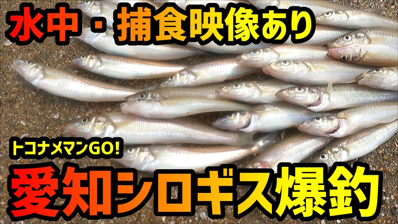 知多半島 キス釣りシーズン開幕 マイボートで海の女王を爆釣！ 水中 