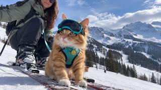 This Cat Refuses to Let His Owner Travel Without Him