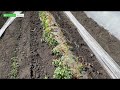 Рятували від заморозків, а зараз — від тепла😅 Як ми вирощуємо цукрову кукурудзу.