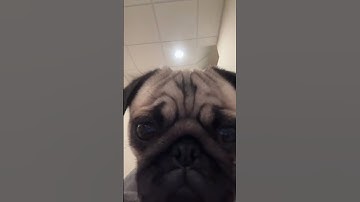 Curious Pug Close-Up: A Wrinkly Encounter#puglife #doglovers #wrinklyface #squishyface