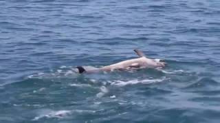 Mamma delfino trascina tenta di rianimare il suo cucciolo