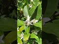 #bee #biene #ape #blumen #flowers #italia #italy #orangen #sicily #sicilia #blüten #1november