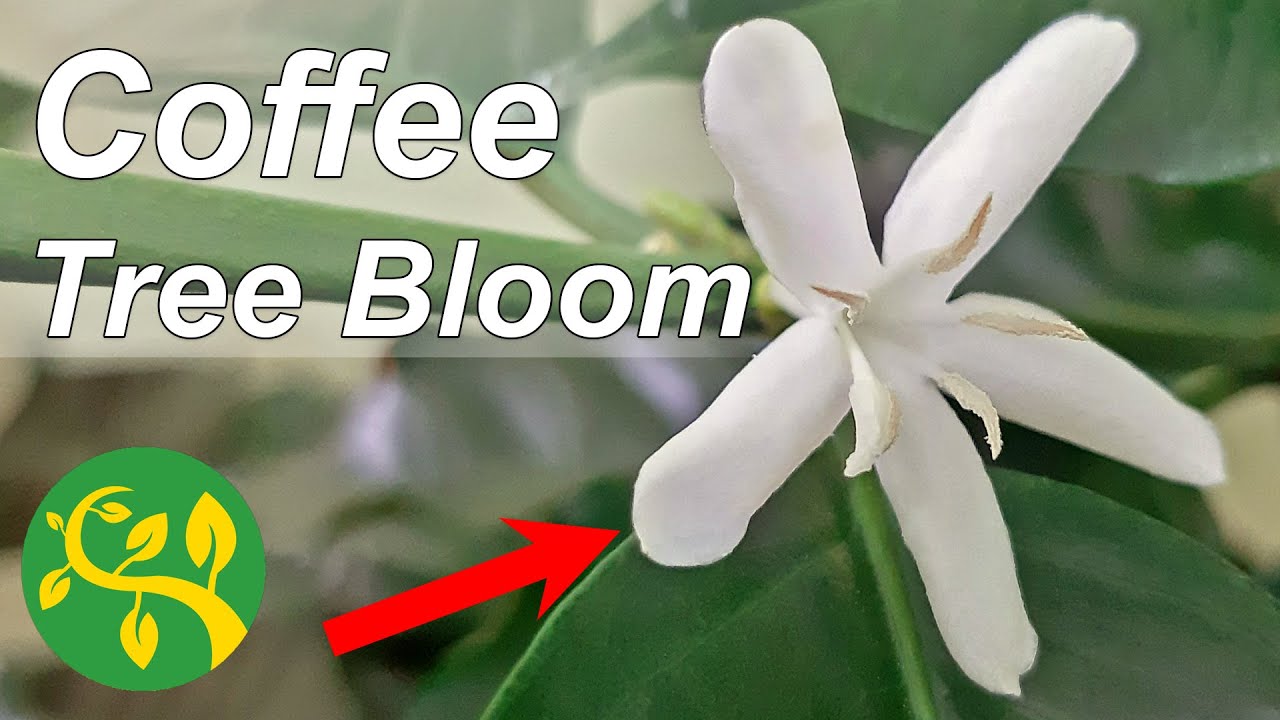My Coffee Tree in bloom 🌼🌼🌼