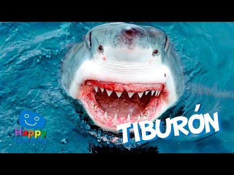 Vídeo: Este Video Te Hará Repensar Cuán Peligrosos Son Realmente Los Tiburones - Matador Network