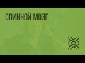 Спинной мозг. Видеоурок по биологии 8 класс