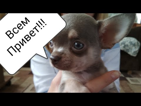 Новый житель Бычковска.