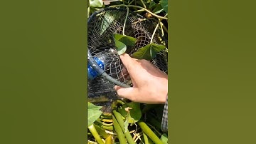 Thăm lờ cải tiến dính cá lóc khủng#mientay #fishing