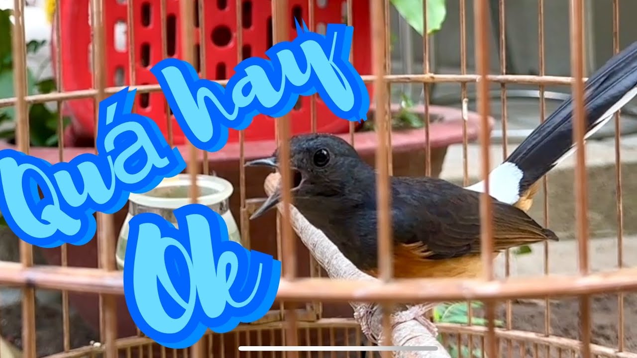 Lửa mái kích trống quá hay . Bổi cỡ nào cũng phải mở mỏ .