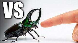 Famous Human Finger vs Deadliest Insects – The Result Will Shock You! Net Worth