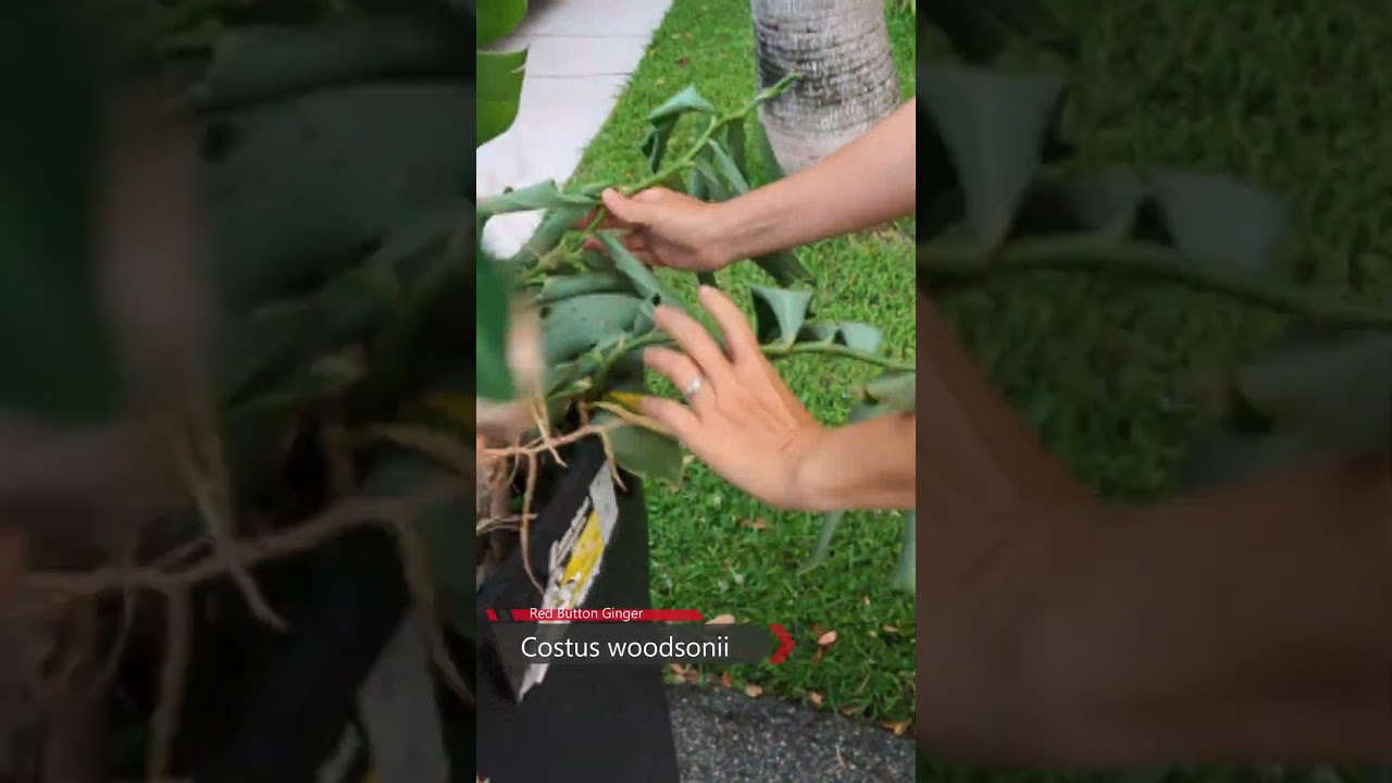 We found free discarded Costus woodsonii Button Ginger plants in a trash can!