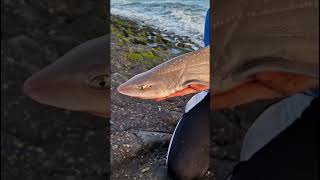 One Evening Fishing On Shark And Stingray In The Netherlands
