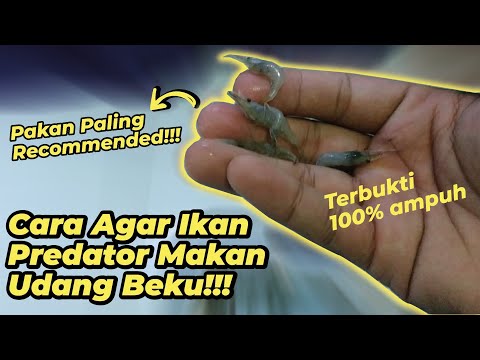 Video: Makanan Pembuka Udang Dan Ikan