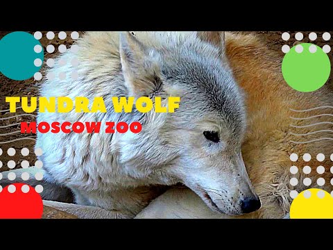 Video: Bagaimana Zoo Moscow Berfungsi