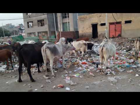 Video: New Delhis Befolkning Kväver Av Rök, Myndigheter Stänger Av Koleldade Kraftverk