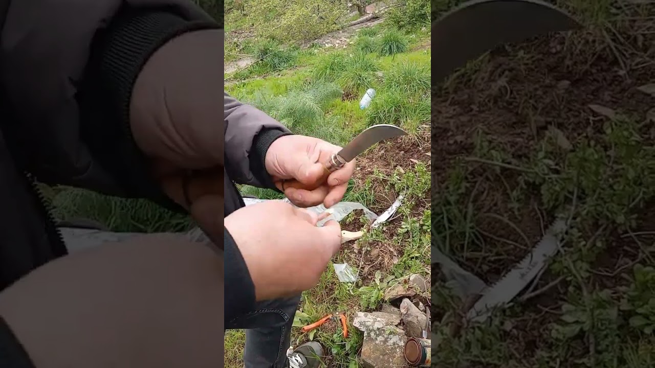 تطعيم الإجاص(الكمثري) على الزعرور البري بالقلم اللحائي #2024 ٢  la greffe en couronne dupm poirier #