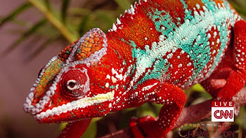 CNN International HD  Breaking News intro   outro 3