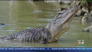 Alligator Hunting Season Begins In Florida