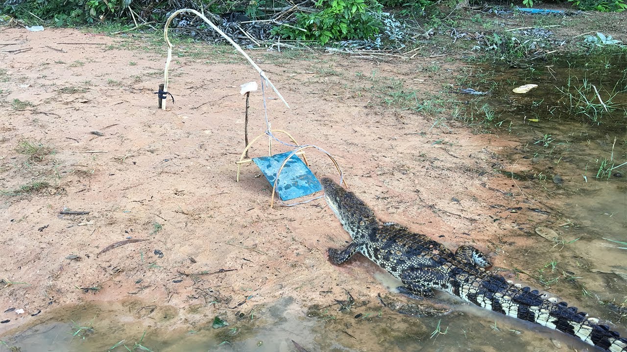slingshot connections Primitive Technology:Boy Make Best Crocodile Trap Using Cable And Branch That Work 100%