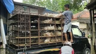 PENEN AYAM POTONG/PEDAGING, KOSONG KANDANG, KERANJANG BESI