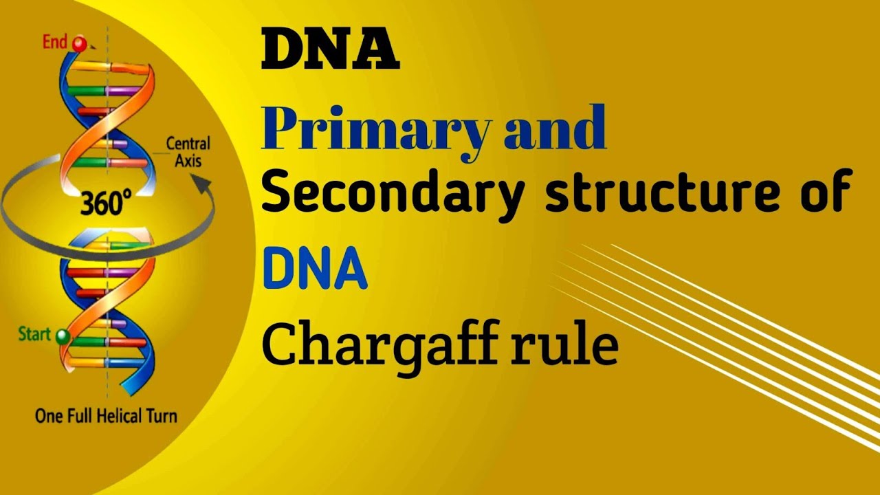 DNA Primary and Secondary structure  of DNA Chargaff rule