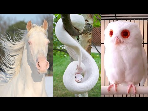 فيديو: ألبينو حيوان نادر ولكنه موجود في الطبيعة