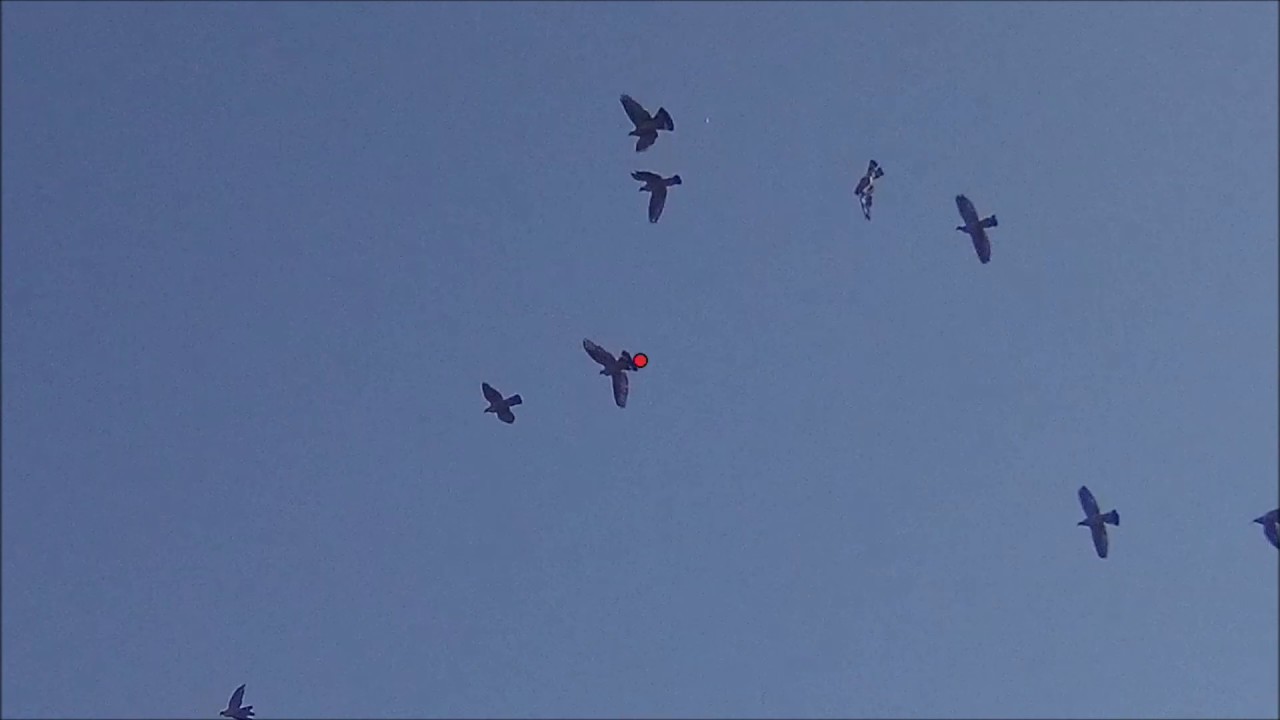 ΚΥΝΗΓΙ ΦΑΣΣΑΣ ΣΤΗΝ ΚΥΠΡΟ/PIGEON HUNTING IN CYPRUS (SHOTKAM 1) YouTube